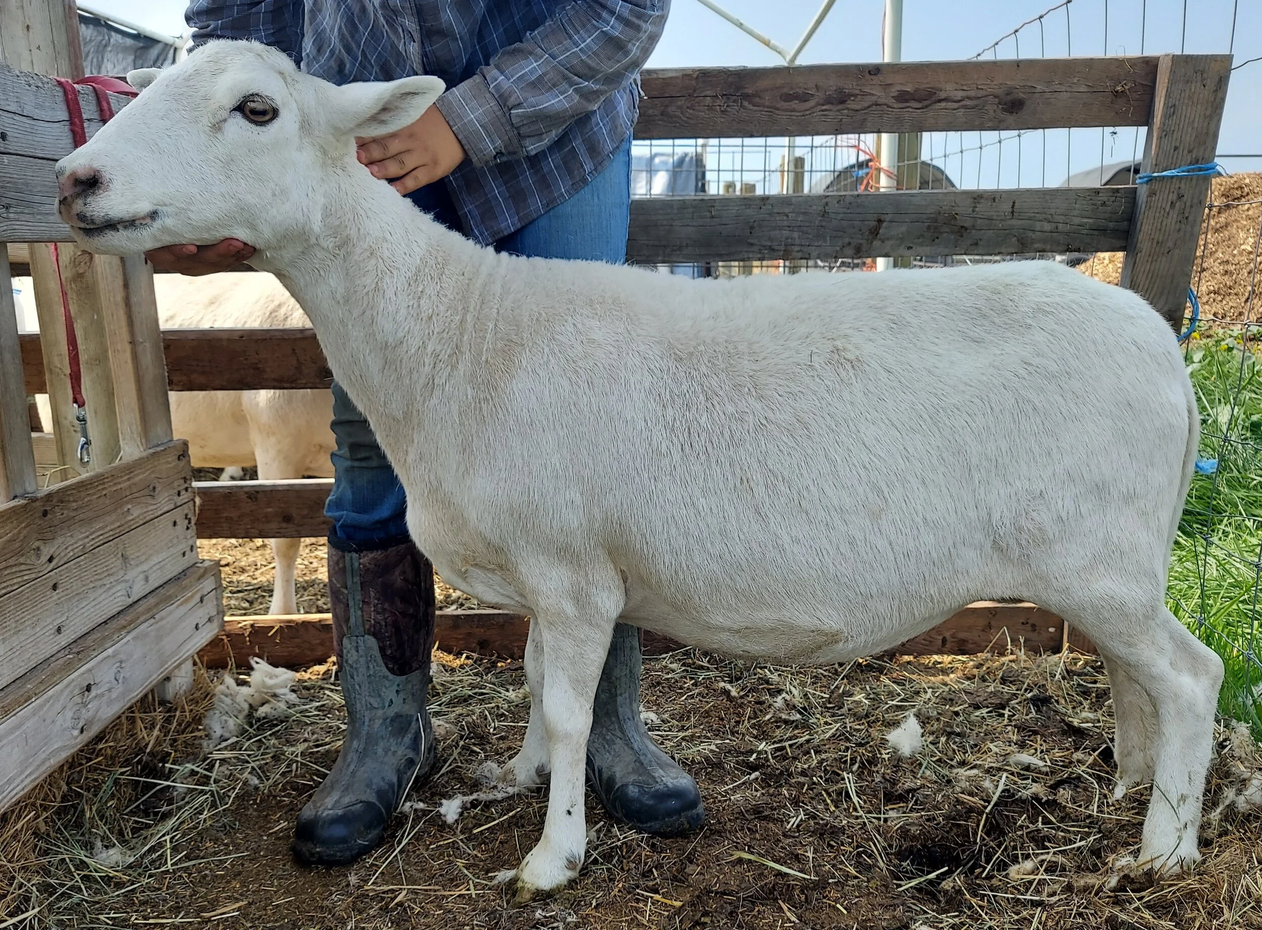Hair Sheep Ewes — Creekside Farmstead
